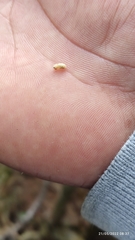 Dendroctonus frontalis