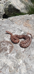 Vipera aspis aspis