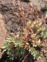 Cusickiella douglasii