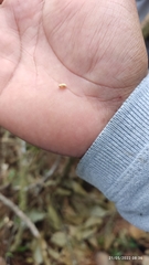 Dendroctonus frontalis