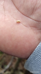 Dendroctonus frontalis