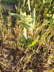 Tuberaria