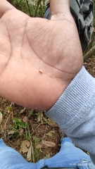 Dendroctonus frontalis