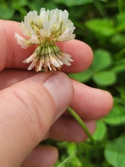 Trifolium repens