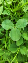 Trifolium repens