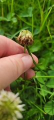 Trifolium repens