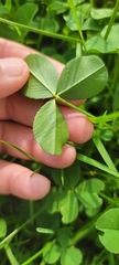 Trifolium repens