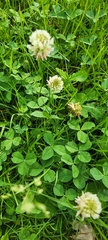 Trifolium repens