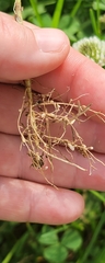 Trifolium repens