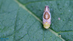 Hishimonus hamatus