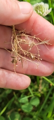 Trifolium repens