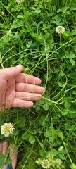Trifolium repens