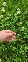 Trifolium repens