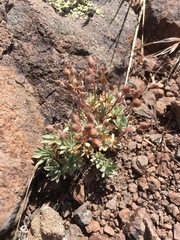 Cusickiella douglasii