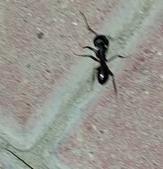 Camponotus xerxes