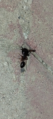 Camponotus xerxes