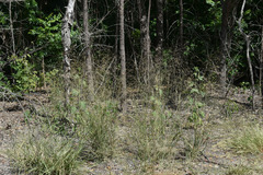 Panicum decompositum