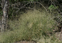 Panicum decompositum