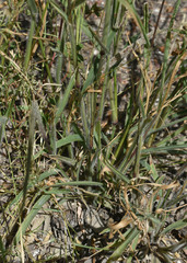 Panicum decompositum