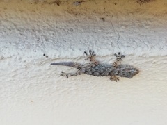 Tarentola mauritanica