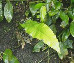 Microsorum membranaceum