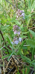 Thymus kosteleckyanus