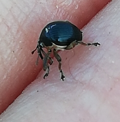 Mononychus punctumalbum