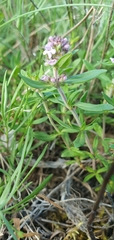 Thymus kosteleckyanus
