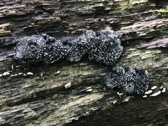 Camarops petersii