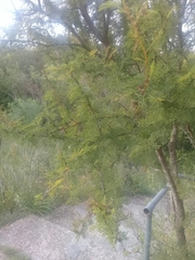 Vachellia caven