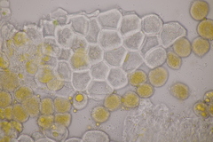 Puccinia urticata
