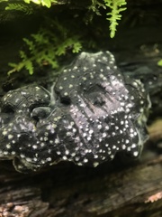 Camarops petersii