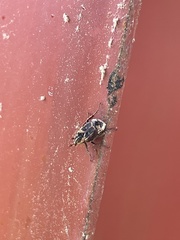 Valgus canaliculatus