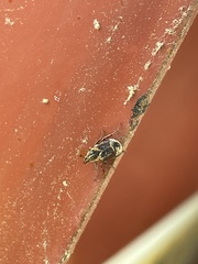 Valgus canaliculatus