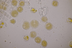 Puccinia urticata