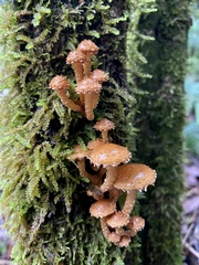 Pholiota subflammans
