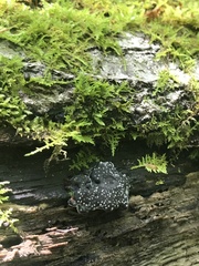 Camarops petersii