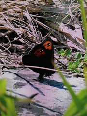 Erebia triarius
