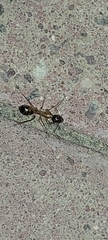 Camponotus xerxes