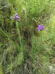 Iris reichenbachiana