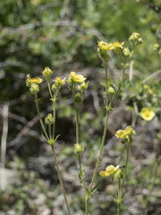 Drymocallis lactea austiniae
