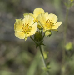 Drymocallis lactea austiniae
