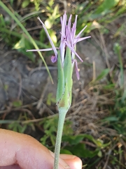 Pseudopodospermum undulatum