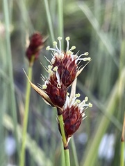 Hypodiscus alboaristatus