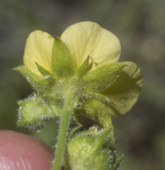 Drymocallis lactea austiniae