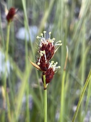 Hypodiscus alboaristatus