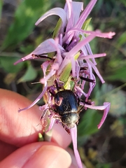 Pseudopodospermum undulatum
