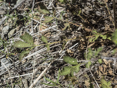 Drymocallis lactea austiniae