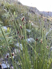 Hypodiscus alboaristatus