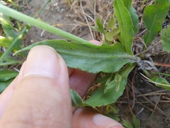 Pseudopodospermum undulatum